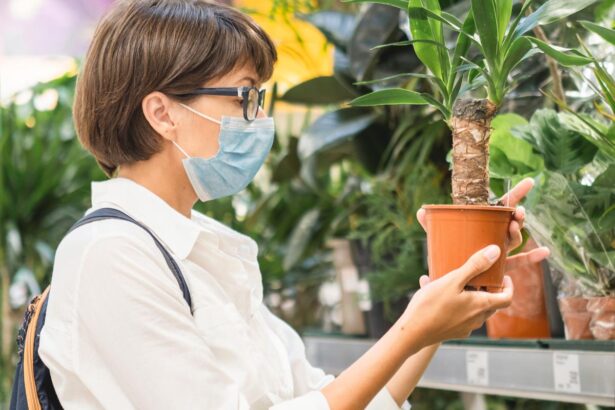 juka domowa za wysoka Juka domowa za wysoka. Jak ją przycinać?