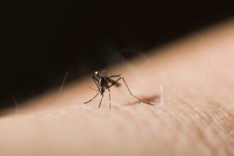 palenie kawy na komary Palenie kawy na komary. Jak skutecznie pozbyć się tych insektów bez użycia chemii?