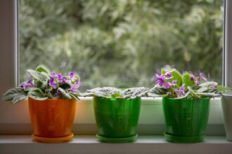 kwiaty doniczkowe przynoszace pecha 6 Oto kwiaty doniczkowe przynoszące pecha! Tych roślin lepiej się pozbyć. Sprawdź, czy masz je w domu