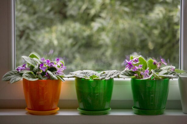 kwiaty doniczkowe przynoszace pecha 6 Oto kwiaty doniczkowe przynoszące pecha! Tych roślin lepiej się pozbyć. Sprawdź, czy masz je w domu