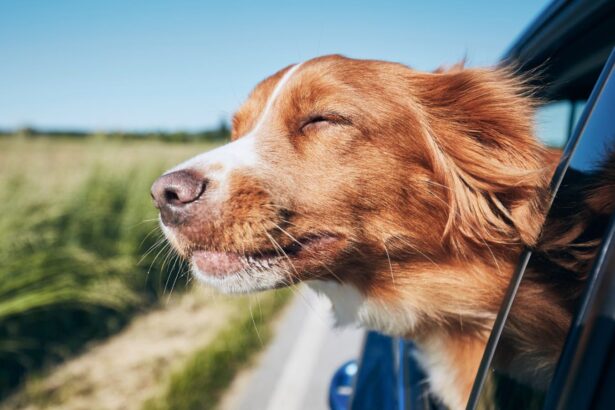 pies Dbanie o Zwierzęta podczas Przeprowadzki: Jak Zminimalizować Stres i Zapewnić Im Komfort