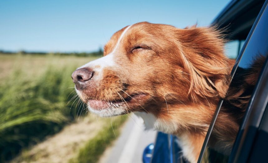 pies Dbanie o Zwierzęta podczas Przeprowadzki: Jak Zminimalizować Stres i Zapewnić Im Komfort