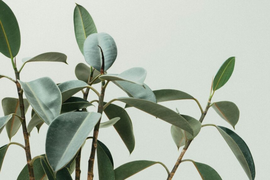 scott webb orwrltgbrpo unsplash Jakie duże rośliny odnajdą się w przestrzeni biurowej?